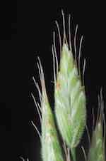 Småax 10-20 mm långa, borstbärande, finludna, 5-9 blommiga.
